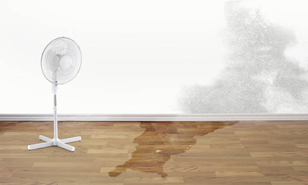 Best Basement water damage restoration  in Leslie, MI